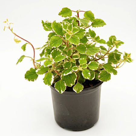 Plectranthus Madagascariensis plant with green and white variegated leaves in a black pot, ready for a hanging basket.