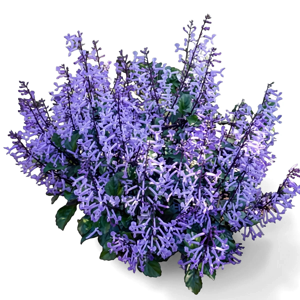 A Plectranthus Mona Lavender plant with vibrant purple flowers and lush green foliage, shown in a garden setting.