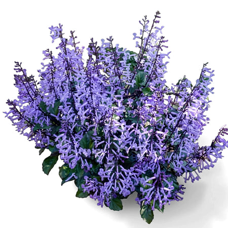 A Plectranthus Mona Lavender plant with vibrant purple flowers and lush green foliage, shown in a garden setting.