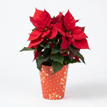 Poinsettia 14cm potted plant with red bracts and dark green leaves in a red foil-wrapped pot, front view.