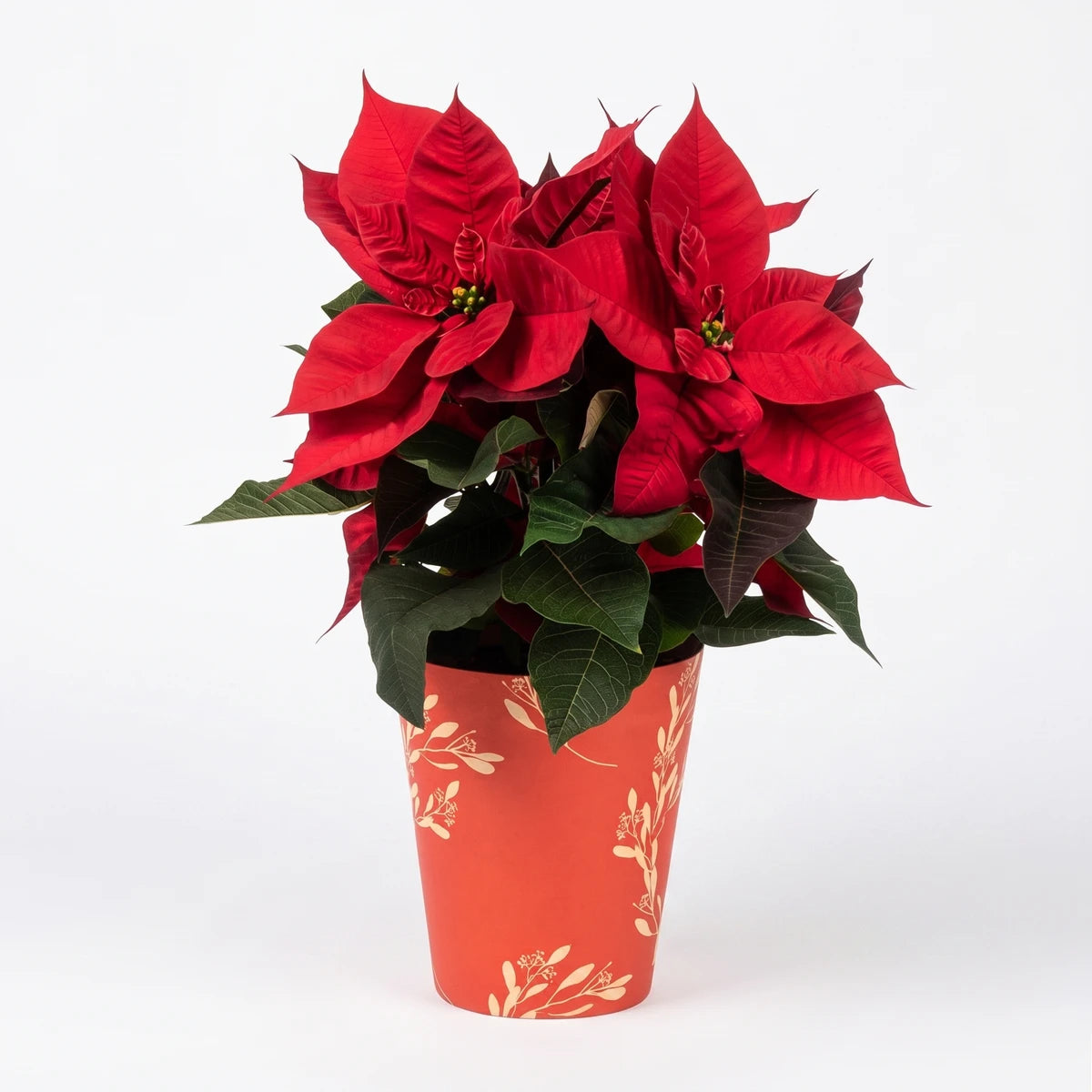 Vibrant red poinsettia plant with green leaves in a decorative orange pot with a leaf pattern.