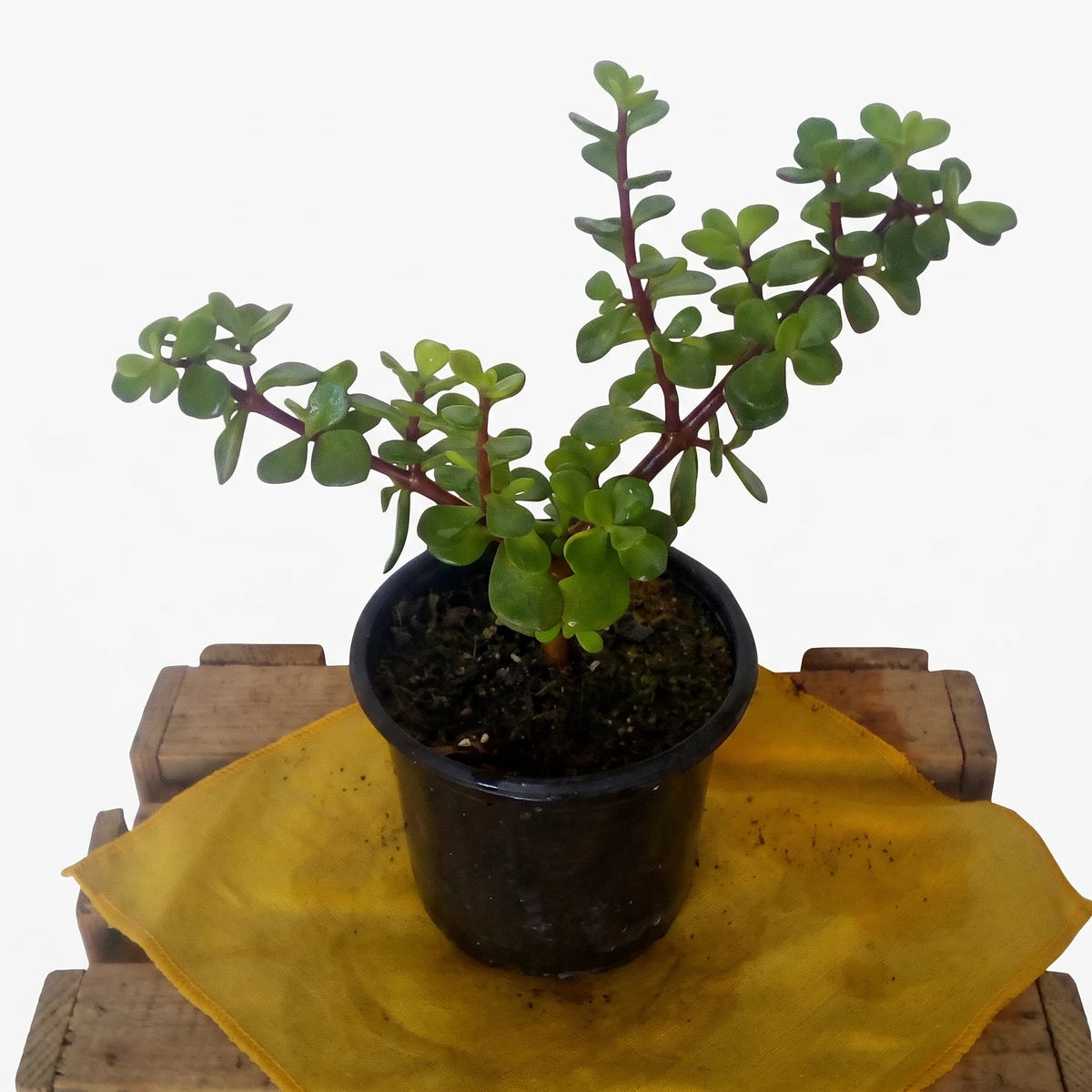 Portulacaria Afra Christmas Tree plant in a black pot with vibrant green leaves, sitting on a wooden surface.