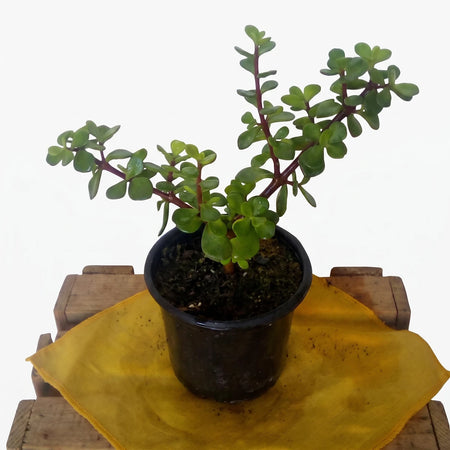 Portulacaria Afra Christmas Tree plant in a black pot with vibrant green leaves, sitting on a wooden surface.