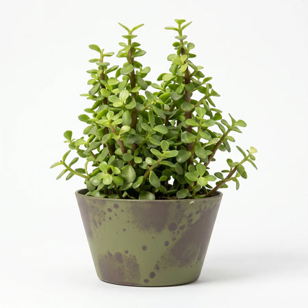 A vibrant green Portulacaria Afra succulent plant, 25cm, in a round, olive green solar bowl planter on a white background.