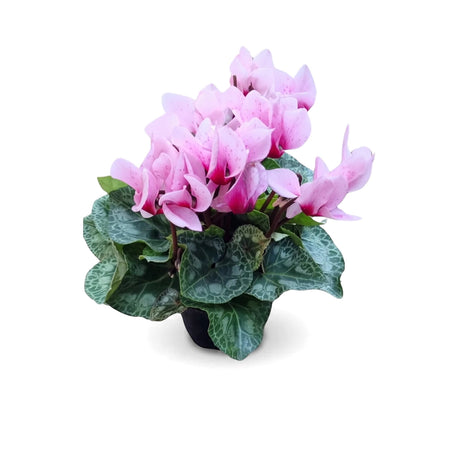 A potted 12cm cyclamen plant with vibrant pink flowers and patterned green leaves, displayed against a clean background.
