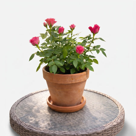Potted pink rose plant in a terracotta pot cover, 14cm, with vibrant green leaves and blooming flowers.