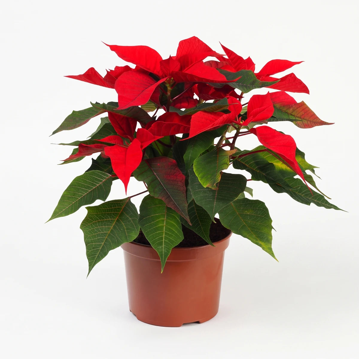 Vibrant red and green Poinsettia plant in a simple brown pot, ideal for festive home decor or as a holiday gift.