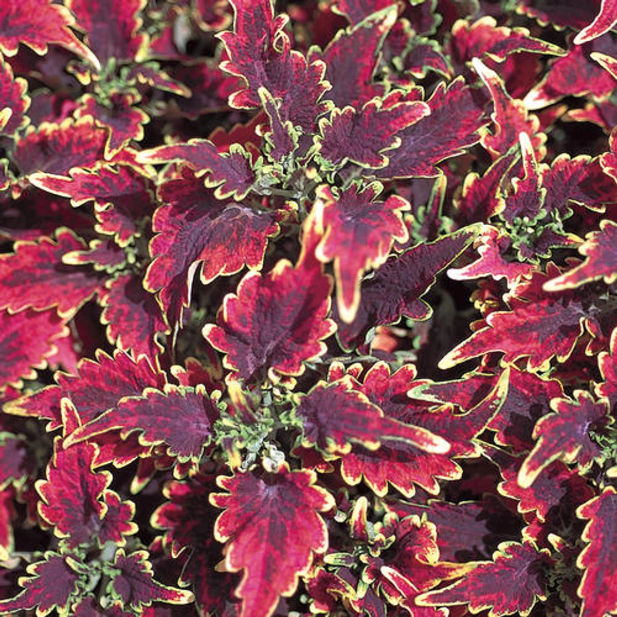 Proven Winner Coleus Scutellarioides Skyfire plant with vibrant deep red and burgundy ruffled leaves accented by bright