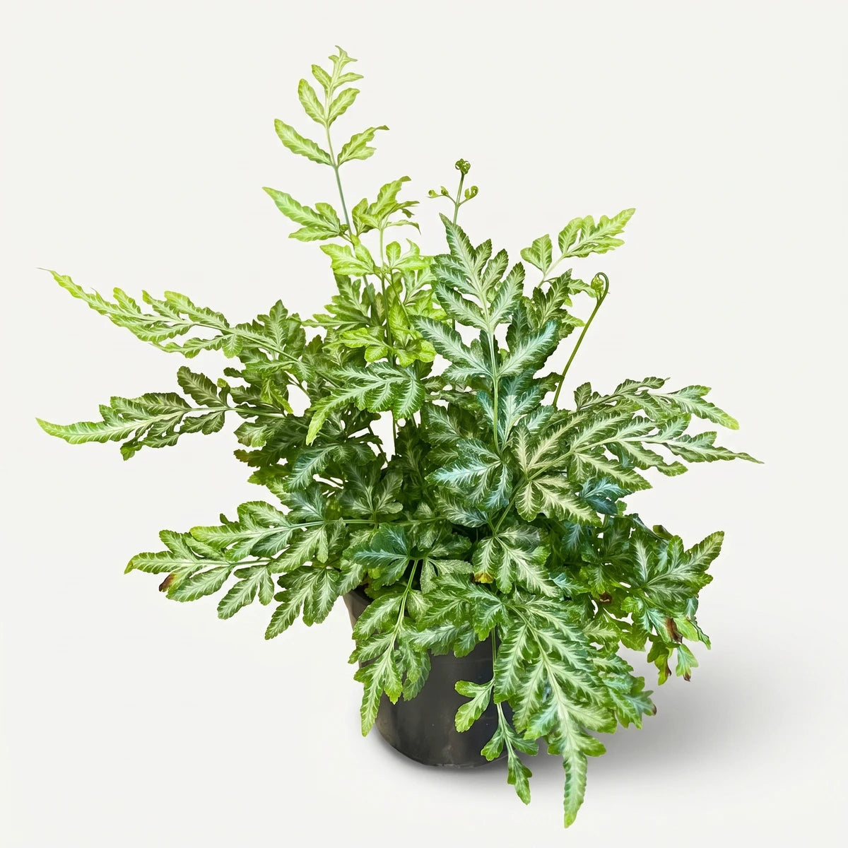 Pteris Evergemiensis Silver Lace Fern in a black pot, featuring green and silver-white variegated fronds on a distressed