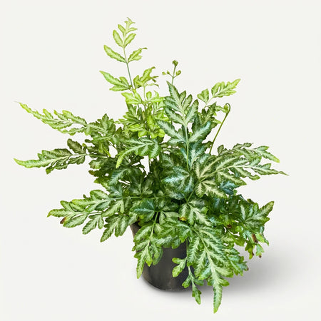 Pteris Evergemiensis Silver Lace Fern in a black pot, featuring green and silver-white variegated fronds on a distressed