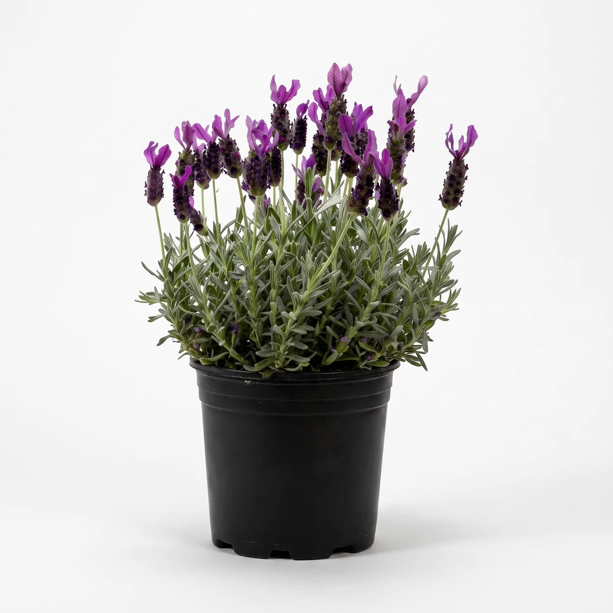 Potted Purple Rain Lavender plant with vibrant purple flower spikes and lush green foliage, contained in a simple black
