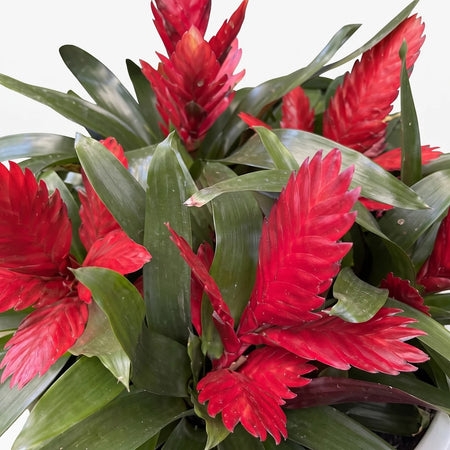 A vibrant close-up of multiple red bromeliad plants with green leaves, showcasing their tropical foliage and bright