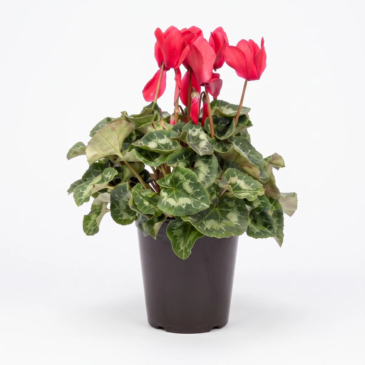 A vibrant cyclamen plant with numerous red flowers and green variegated leaves, nestled in a simple dark pot.