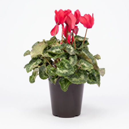 A vibrant cyclamen plant with numerous red flowers and green variegated leaves, nestled in a simple dark pot.