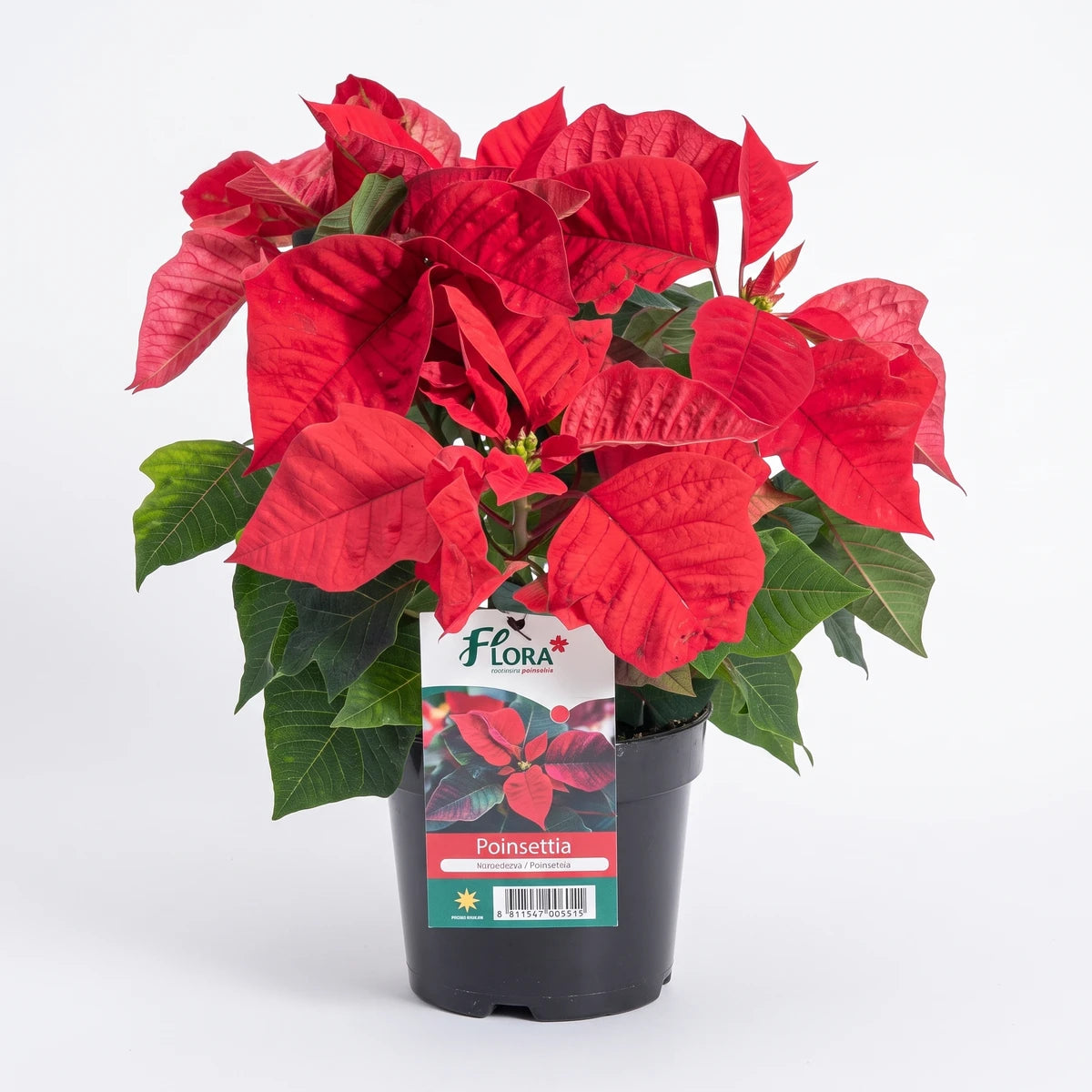 Vibrant red poinsettia plant with green leaves in a black plastic pot, suitable for festive decor.