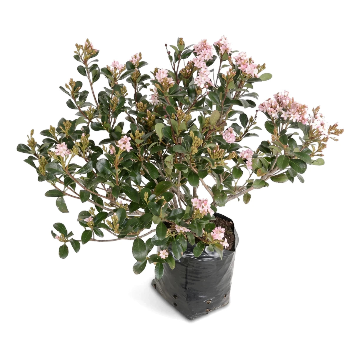 Rhaphiolepis Kruschenii Indian Hawthorn plant in a 16.5cm black grow bag, featuring lush green leaves and delicate pink