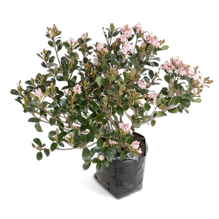Rhaphiolepis Kruschenii Indian Hawthorn plant in a 16.5cm black grow bag, featuring lush green leaves and delicate pink