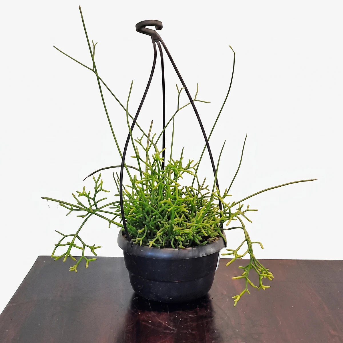 Rhipsalis Elliptica in a black hanging basket, showcasing its vibrant green, segmented stems on a dark wooden table.