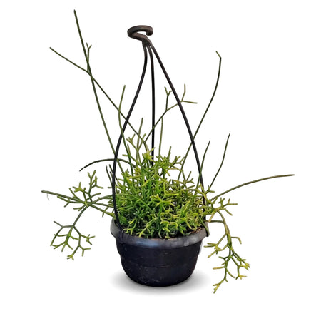 A green Rhipsalis Oblonga plant with branching stems displayed in a black plastic hanging basket with a metal hanger.