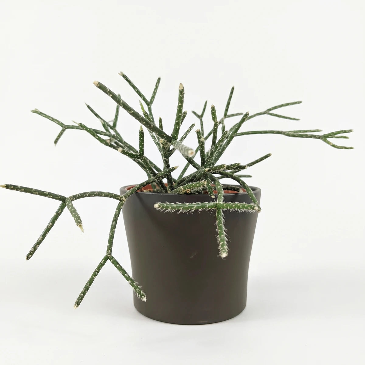 A green Rhipsalis Pilocarpa plant in a dark pot resting on a wooden surface, suitable for a hanging basket.