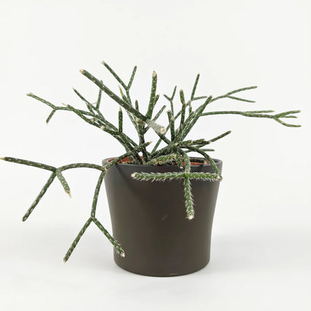A green Rhipsalis Pilocarpa plant in a dark pot resting on a wooden surface, suitable for a hanging basket.
