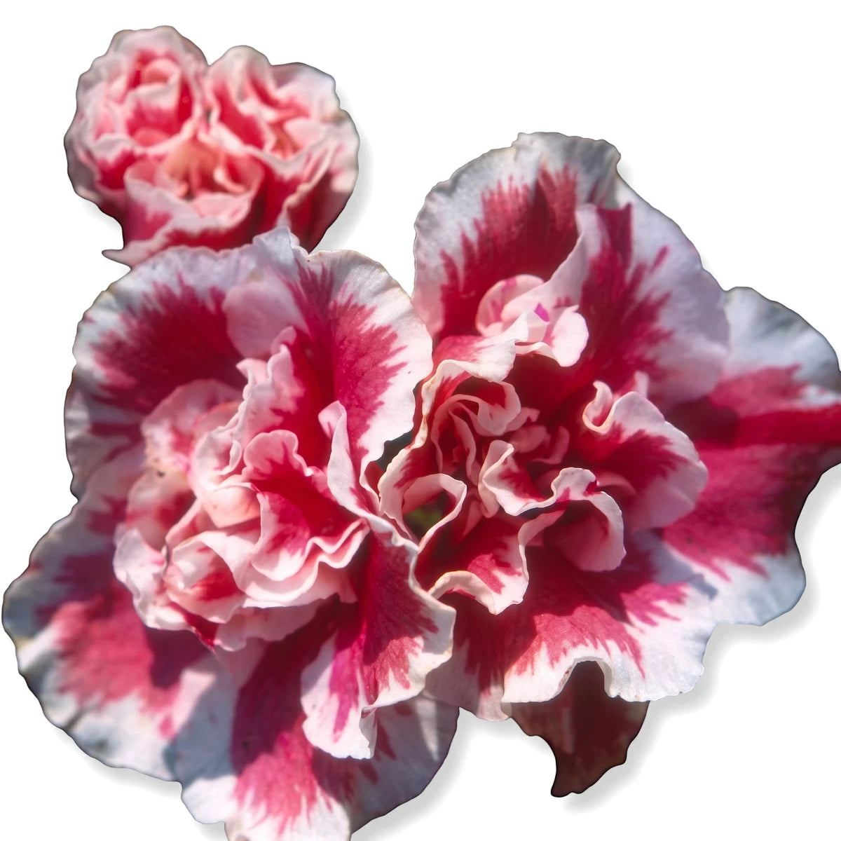 Close-up of a vibrant Rhododendron Indicum Azalea Bush flower, showcasing its ruffled pink and white variegated petals.