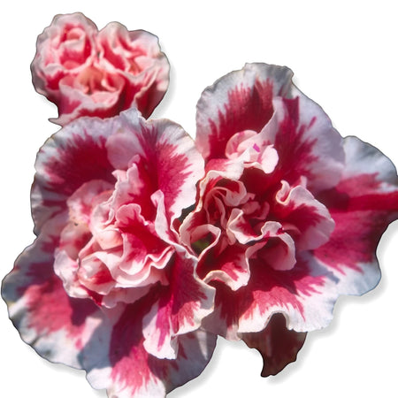 Close-up of a vibrant Rhododendron Indicum Azalea Bush flower, showcasing its ruffled pink and white variegated petals.