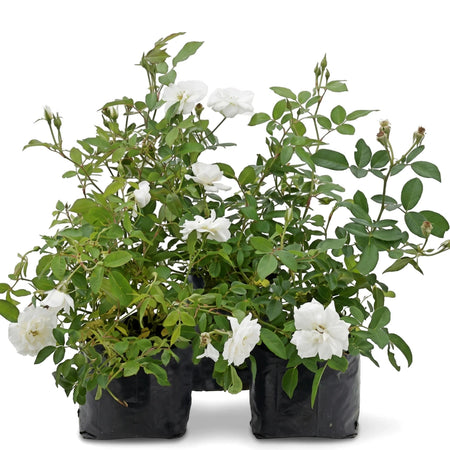White rose bushes with green leaves and buds, shown planted in black nursery bags, ready for gardening.