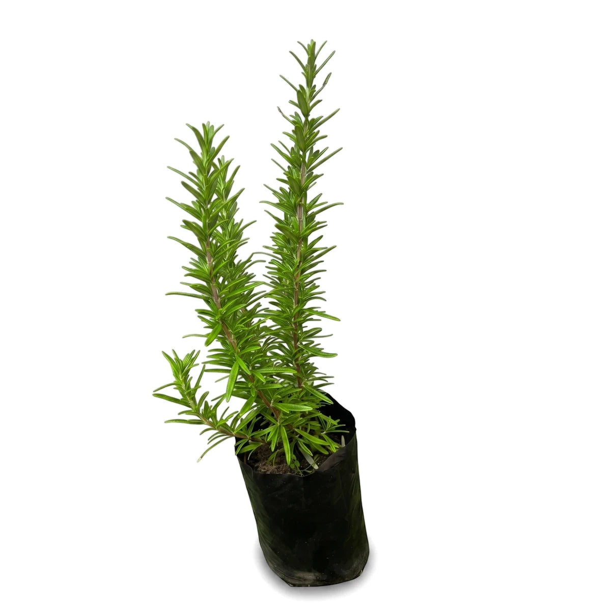 Vibrant green 15cm rosemary plant in a black plastic nursery pot, showcased for its fresh, aromatic foliage.