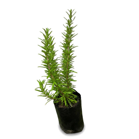 Vibrant green 15cm rosemary plant in a black plastic nursery pot, showcased for its fresh, aromatic foliage.