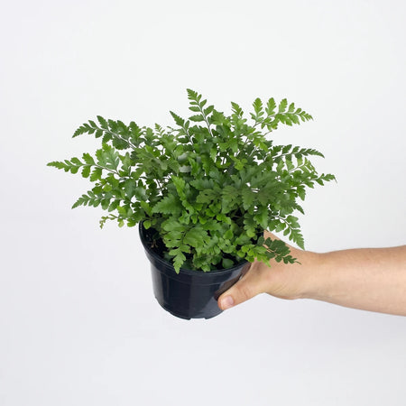 A vibrant green Rumohra Adiantiformis Leatherleaf Fern (17cm) in a black pot, held by a person's hand.