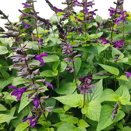 Close-up of Salvia Guaranitica Purple & Bloom plant featuring vibrant purple flowers and lush green foliage.