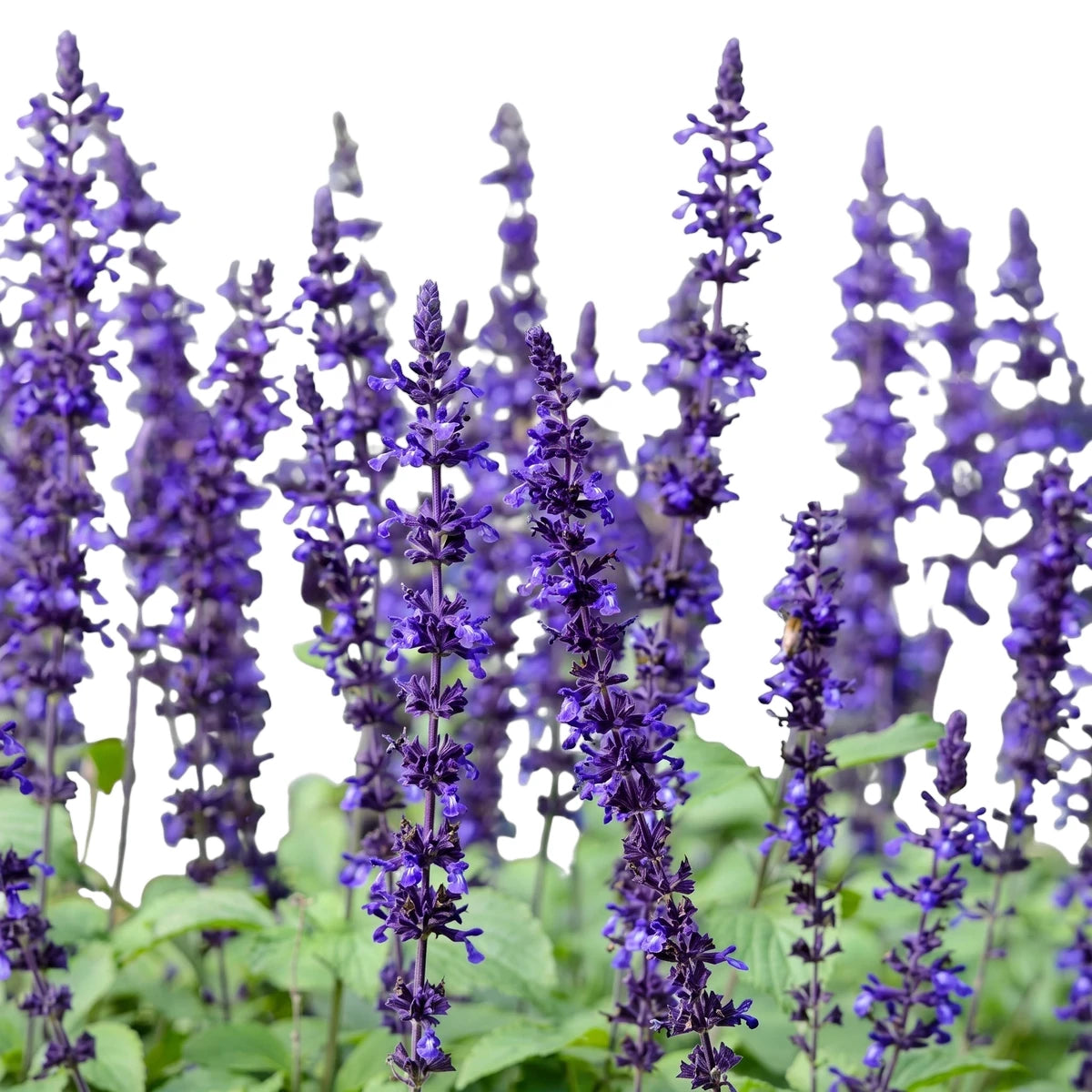 Close-up of vibrant purple Salvia Mystic Spires flowers in full bloom with green foliage, showcasing their tall spikes.
