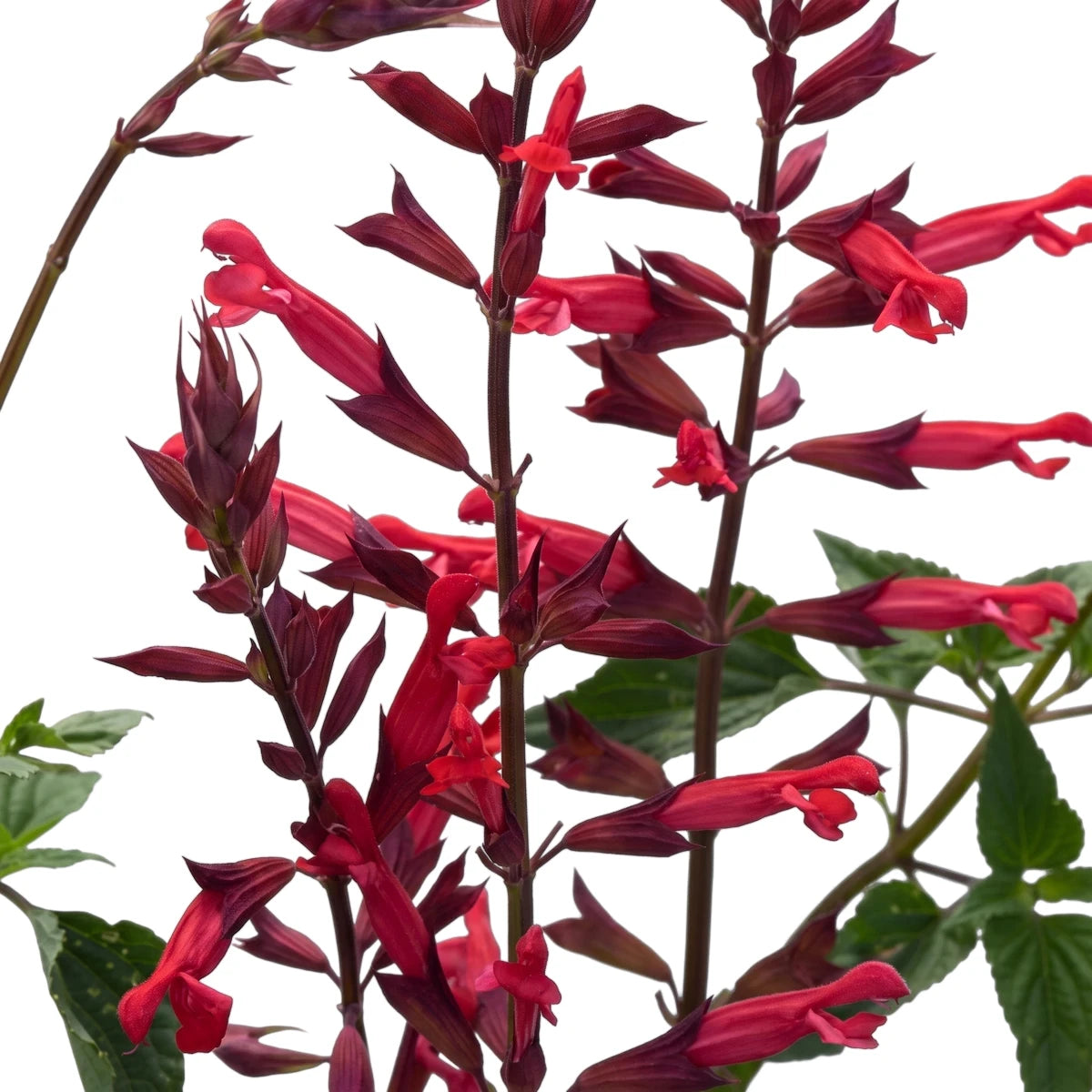 Close-up of vibrant red Salvia Red Roman flowers with green foliage, showcasing their tubular shape and lush appearance.