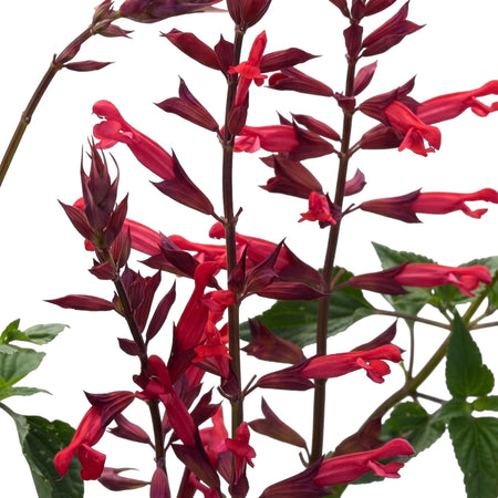 Close-up of vibrant red Salvia Red Roman flowers with green foliage, showcasing their tubular shape and lush appearance.
