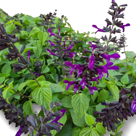 Close-up of a vibrant Salvia Rockin Deep Purple plant, featuring striking deep purple tubular flowers and lush green foliage.