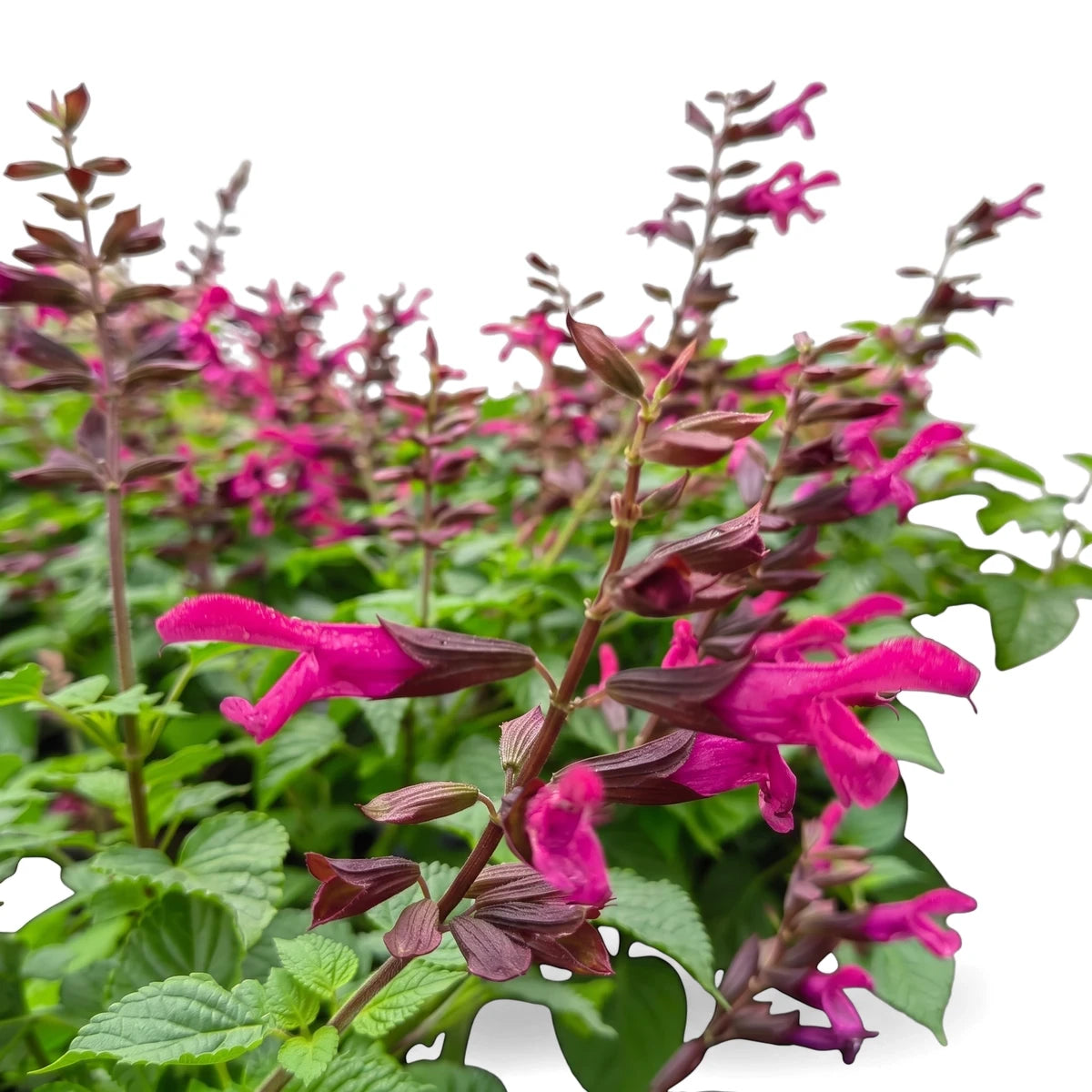 Close-up of vibrant Salvia Rockin Fuchsia flowers with bright fuchsia petals and green foliage, showcased in natural light.