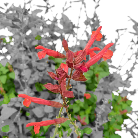 Close-up of Salvia Salmina Orange plant with vibrant red tubular flowers and lush green leaves in a garden setting.
