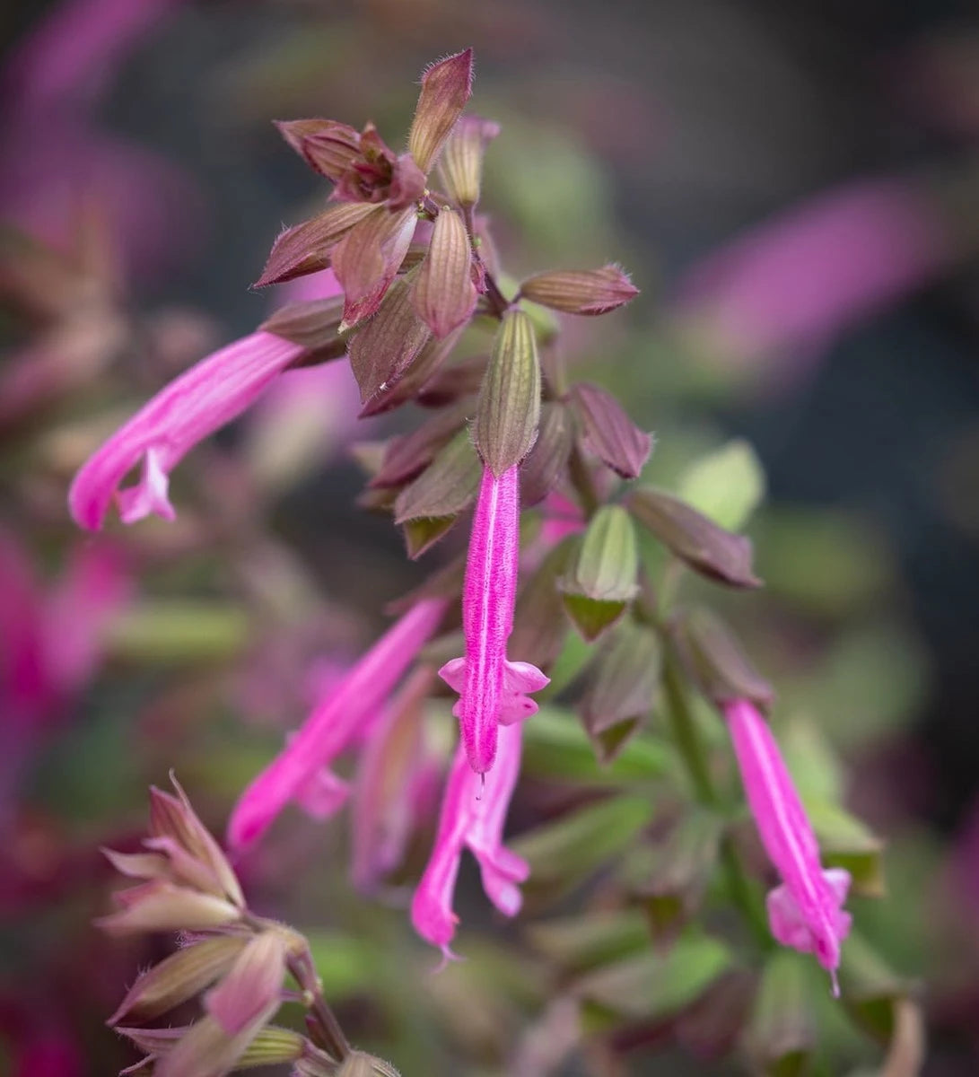 Salvia Salmina Pink plant with 17 cm height, showing vivid pink tubular flowers and brownish bracts.