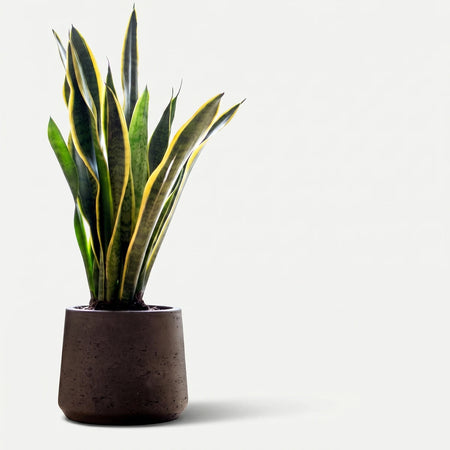 Sansevieria Golden Futura Snake Plant with green and yellow variegated leaves in a dark grey pot, displayed indoors.