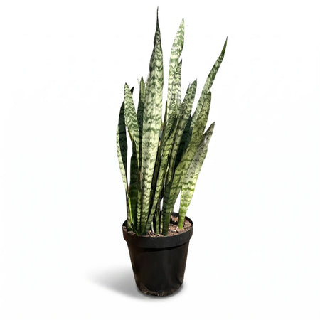 Sansevieria Green Snake Plant, 30cm, with variegated green leaves in a black pot, studio shot on white background.