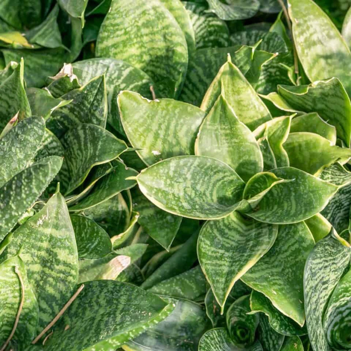 Dense cluster of Sansevieria Green Snake Plant leaves with variegated patterns, showing lush foliage.