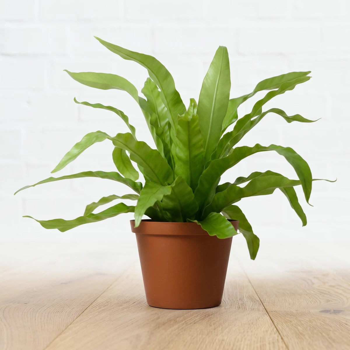 Green Sansevieria Hahnii Birds Nest Snake Plant in a brown pot, a vibrant indoor plant for home decor.