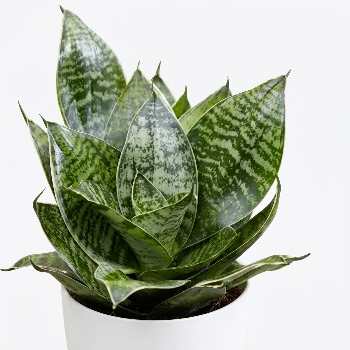Sansevieria Hahnii Green Bird's Nest Snake Plant in a white pot, showcasing its variegated green and silver-green leaves.
