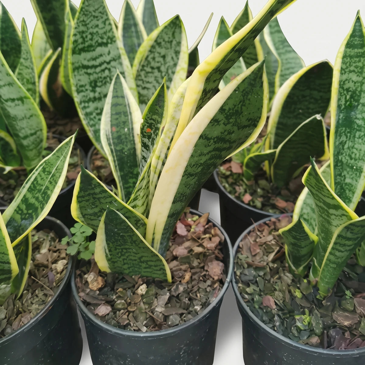 Close-up of multiple vibrant green and yellow variegated Sansevieria Hahnii snake plants in black nursery pots.