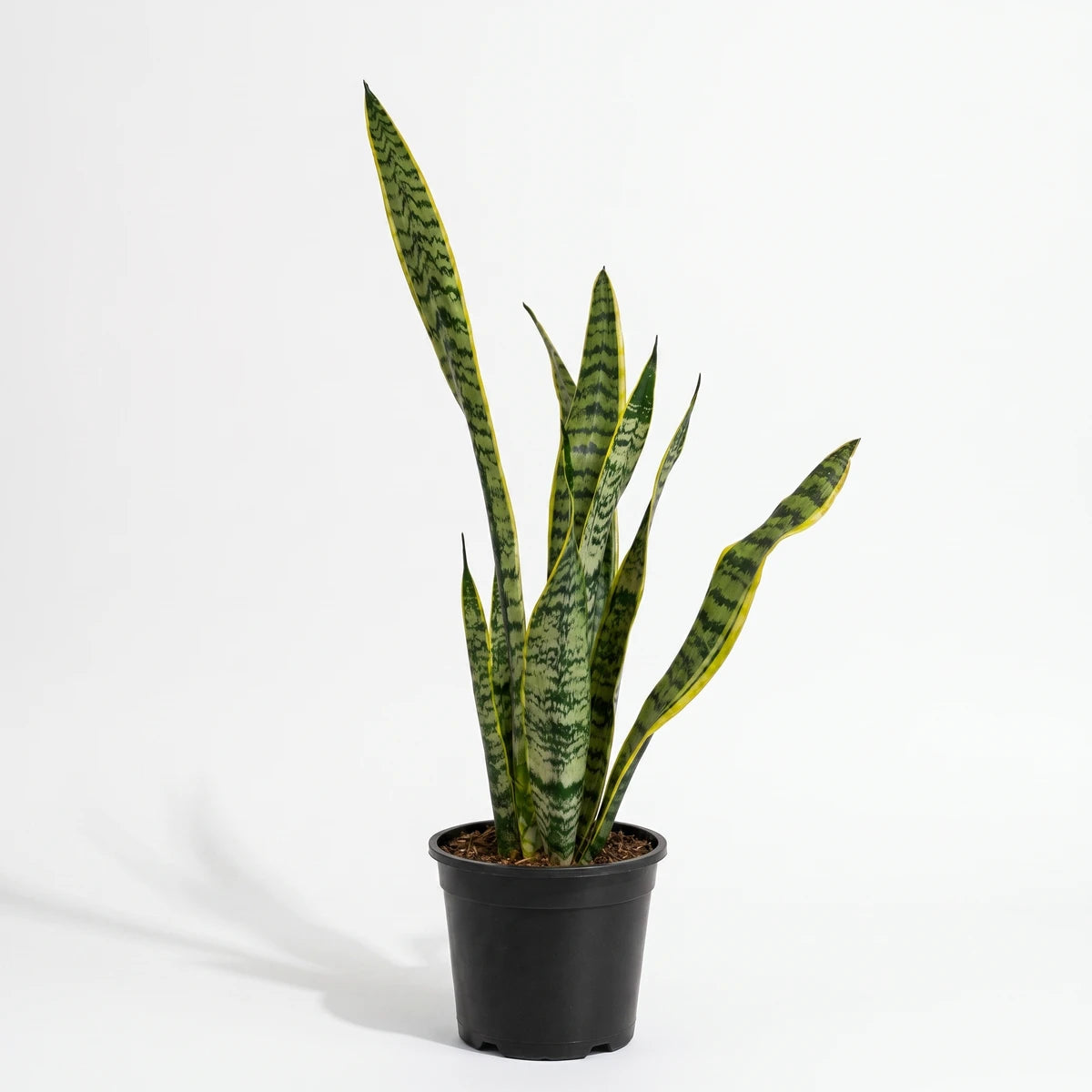 Sansevieria Hahnii White Snake Plant, a variegated green and yellow indoor plant, in a simple black pot.