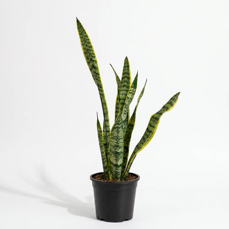 Sansevieria Hahnii White Snake Plant, a variegated green and yellow indoor plant, in a simple black pot.