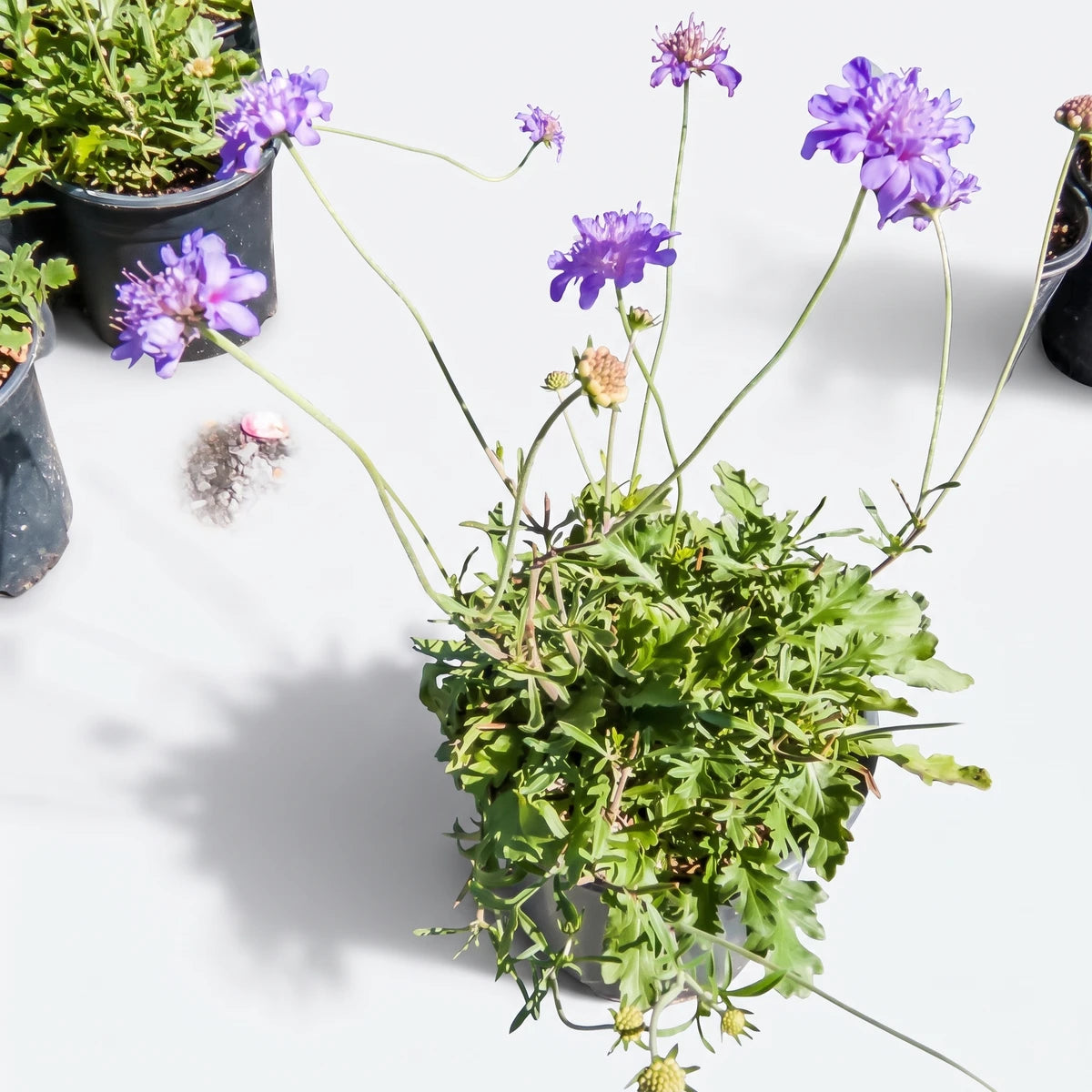 Potted Scabiosa Butterfly Blue flowering plant with vibrant purple blooms and lush green foliage, ready for planting.
