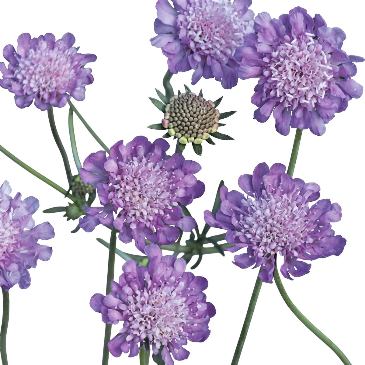 Close-up of multiple vibrant purple scabiosa flowers with delicate petals and a green flower bud, growing in a natural