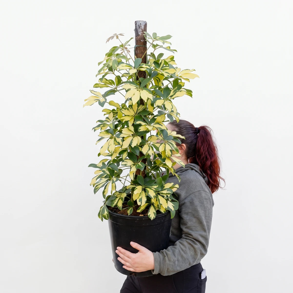 Woman holding a bushy Schefflera Arboricola Umbrella Plant with variegated green and yellow leaves in a black pot.